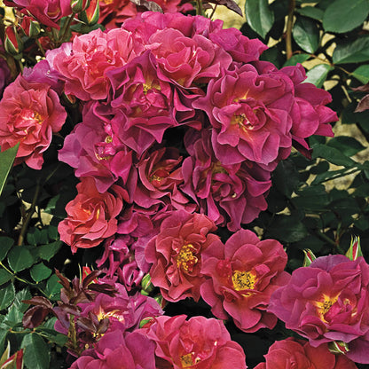 Rose - Cinco de Mayo