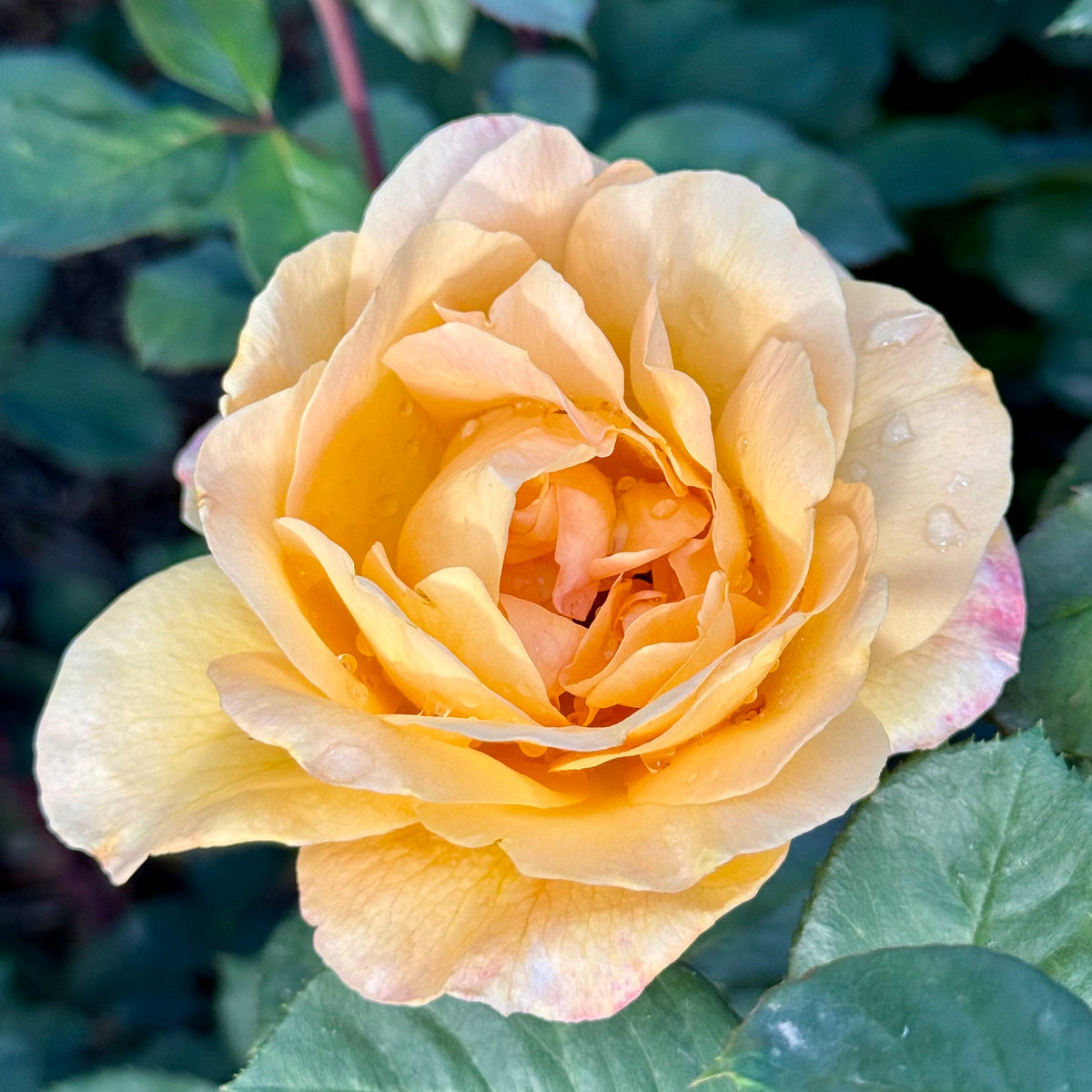 Rose - Strike It Rich