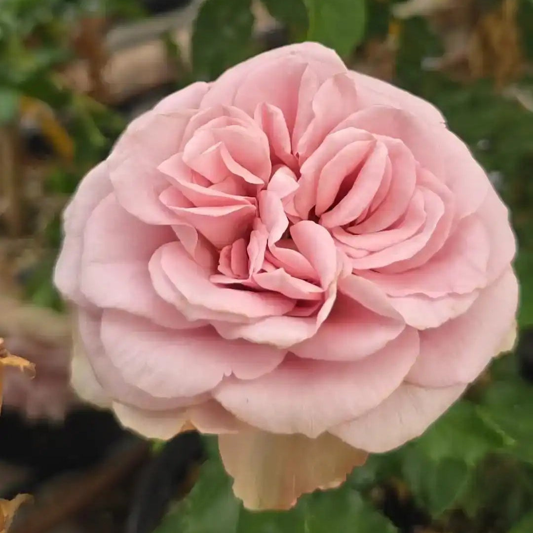 Rose - Montmartre