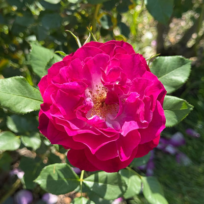 Rose - Wild Blue Yonder