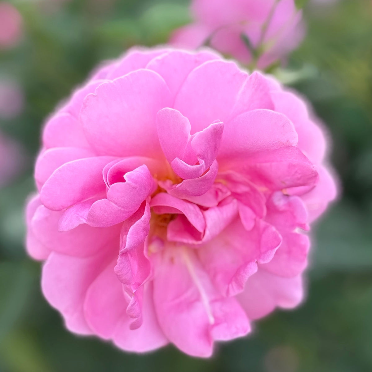 Rose - Sitting Pretty