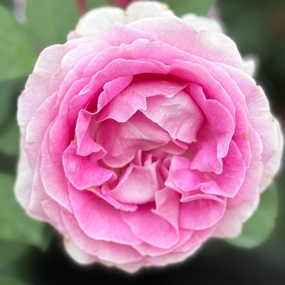 Rose - Raspberry Cupcake