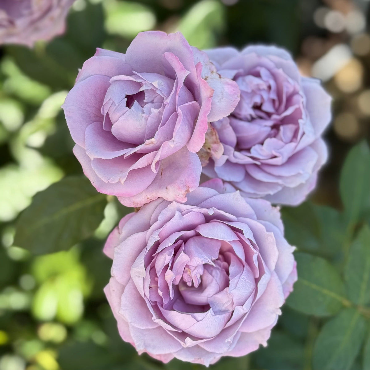Rose - Poseidon