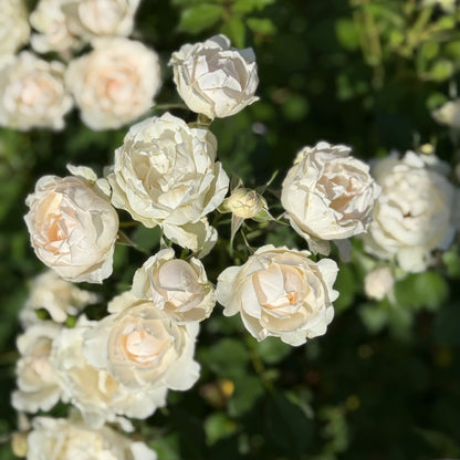Rose - Icecap