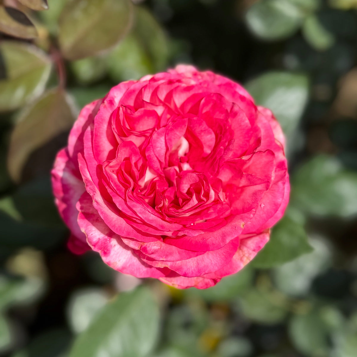 Rose - Big Momma