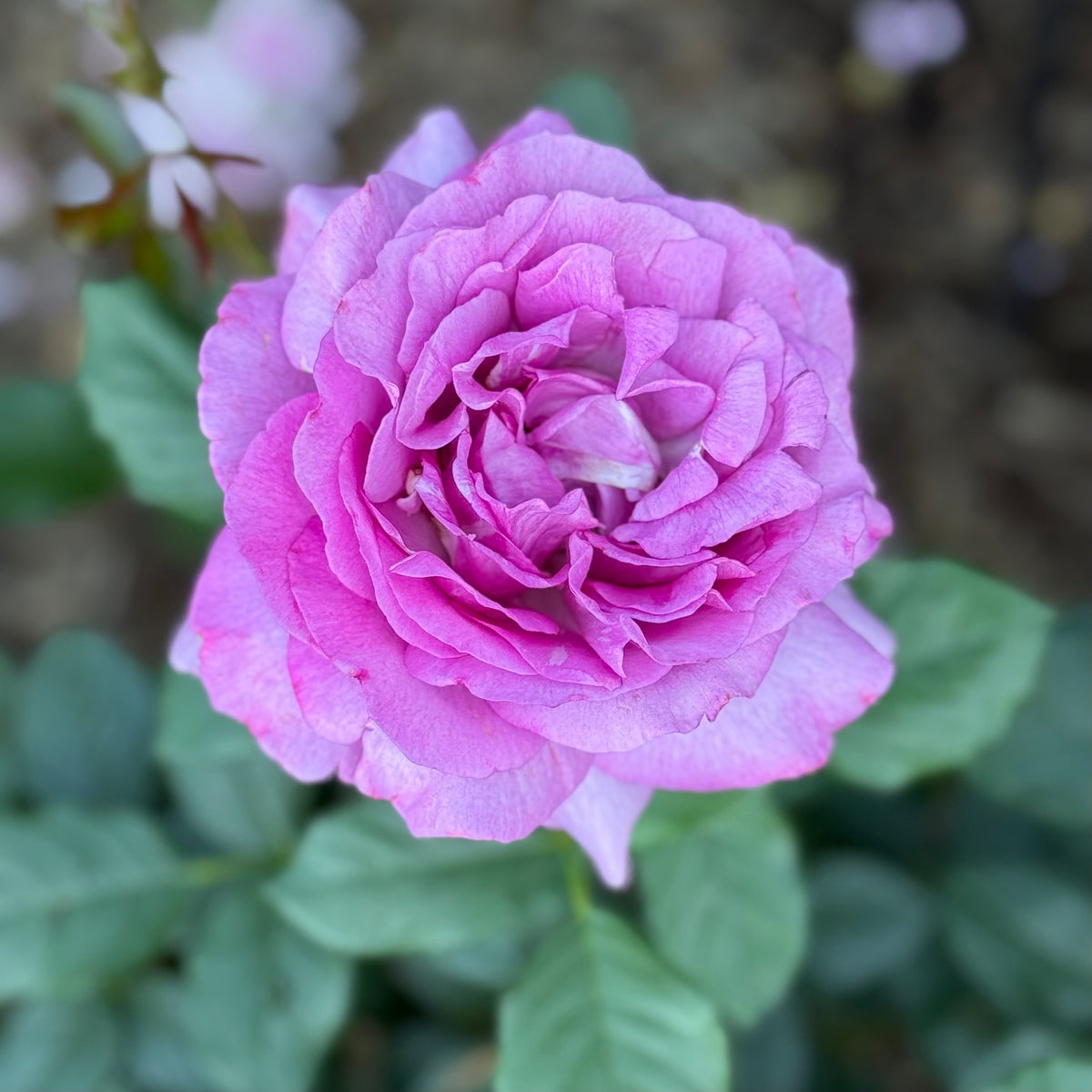 Rose - Sweet Spirit