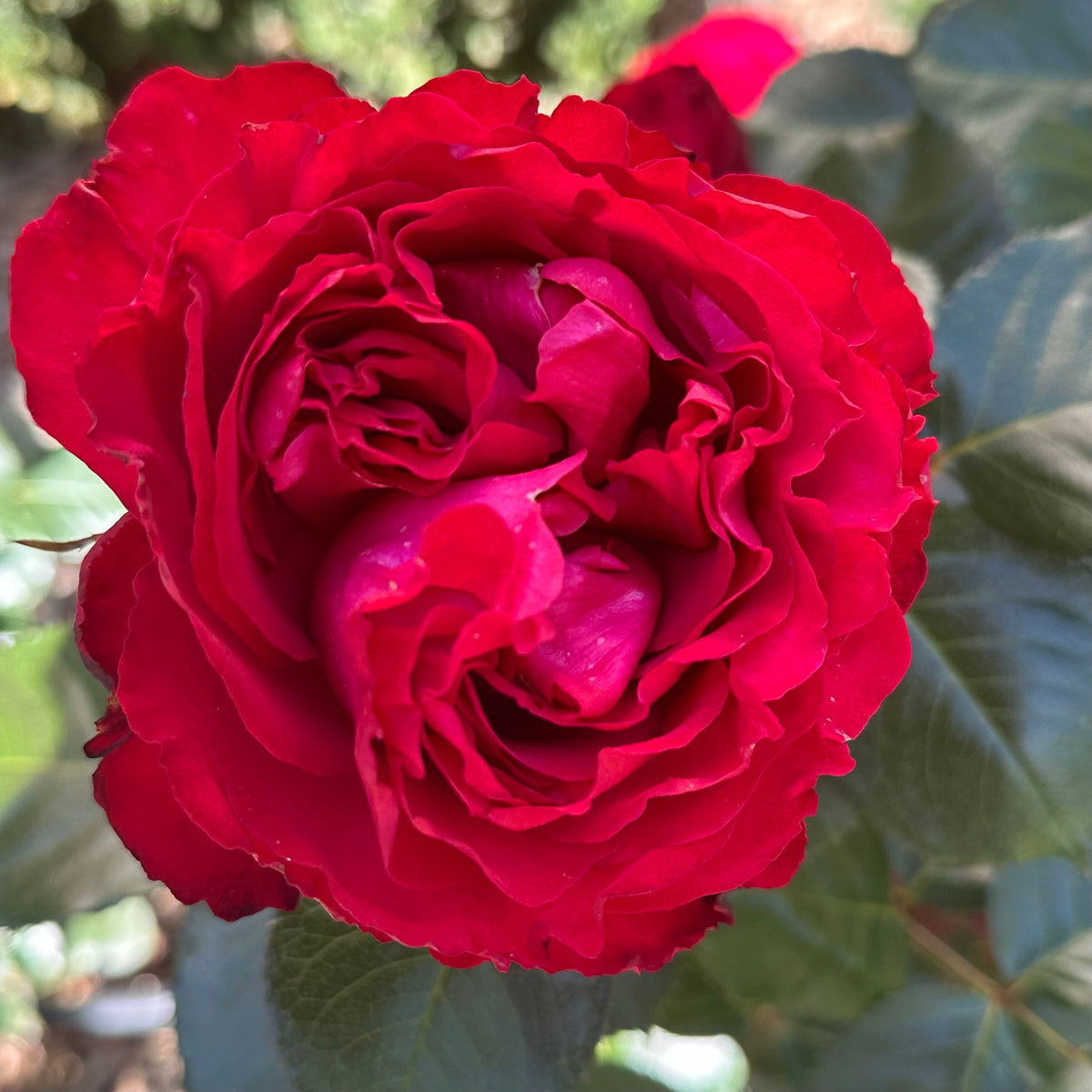 Rose - Traviata