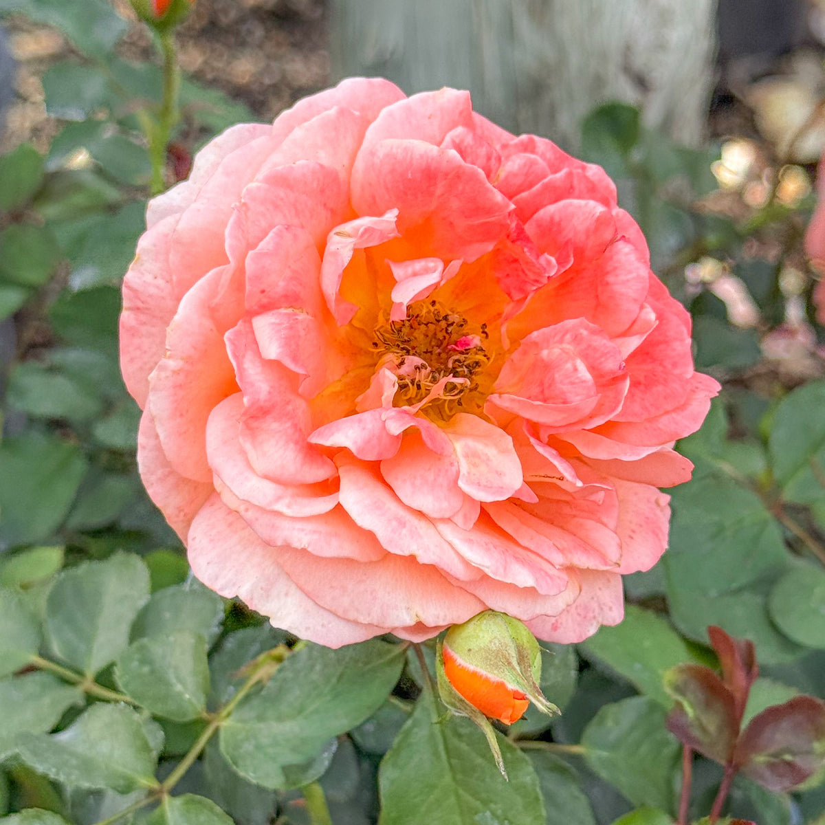 Rose - Adobe Sunrise
