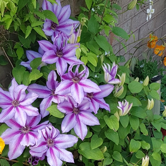 Clematis 'Candy Stripe'