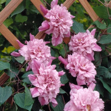 Load image into Gallery viewer, Clematis &#39;Pafar&#39; AKA Patricia Ann Fretwell - Multi-Bloom Pink
