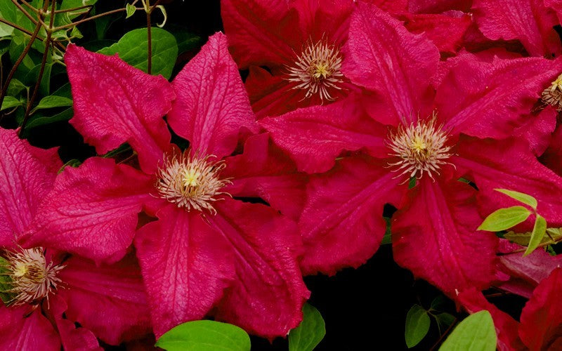 Reddish Pink Clematis Vine