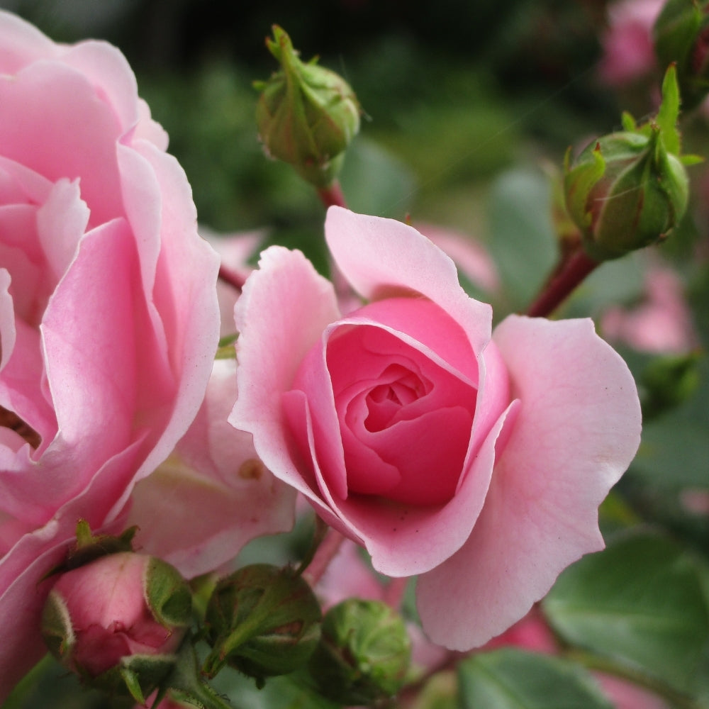 Rose - Bonica