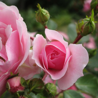 Rose - Bonica