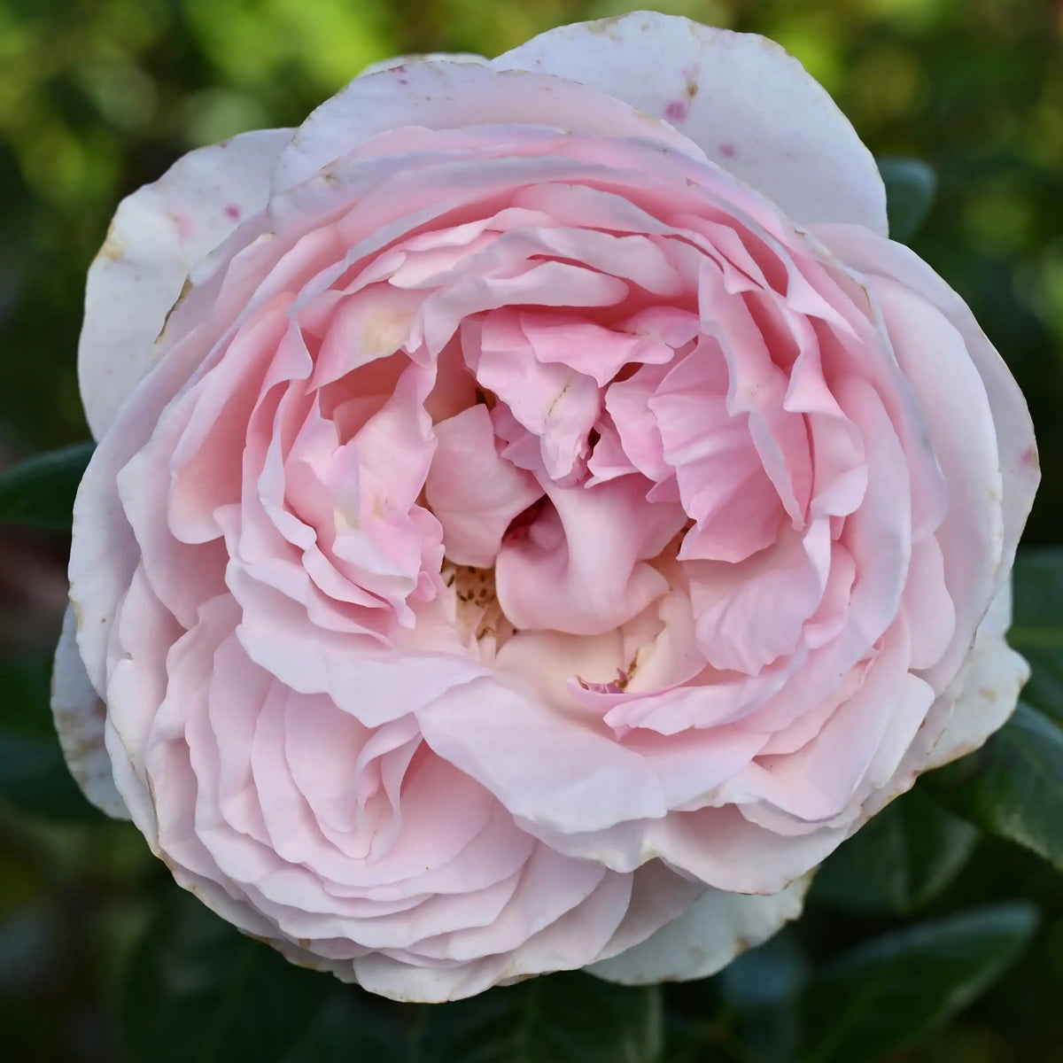 Rose - Jardin Couture