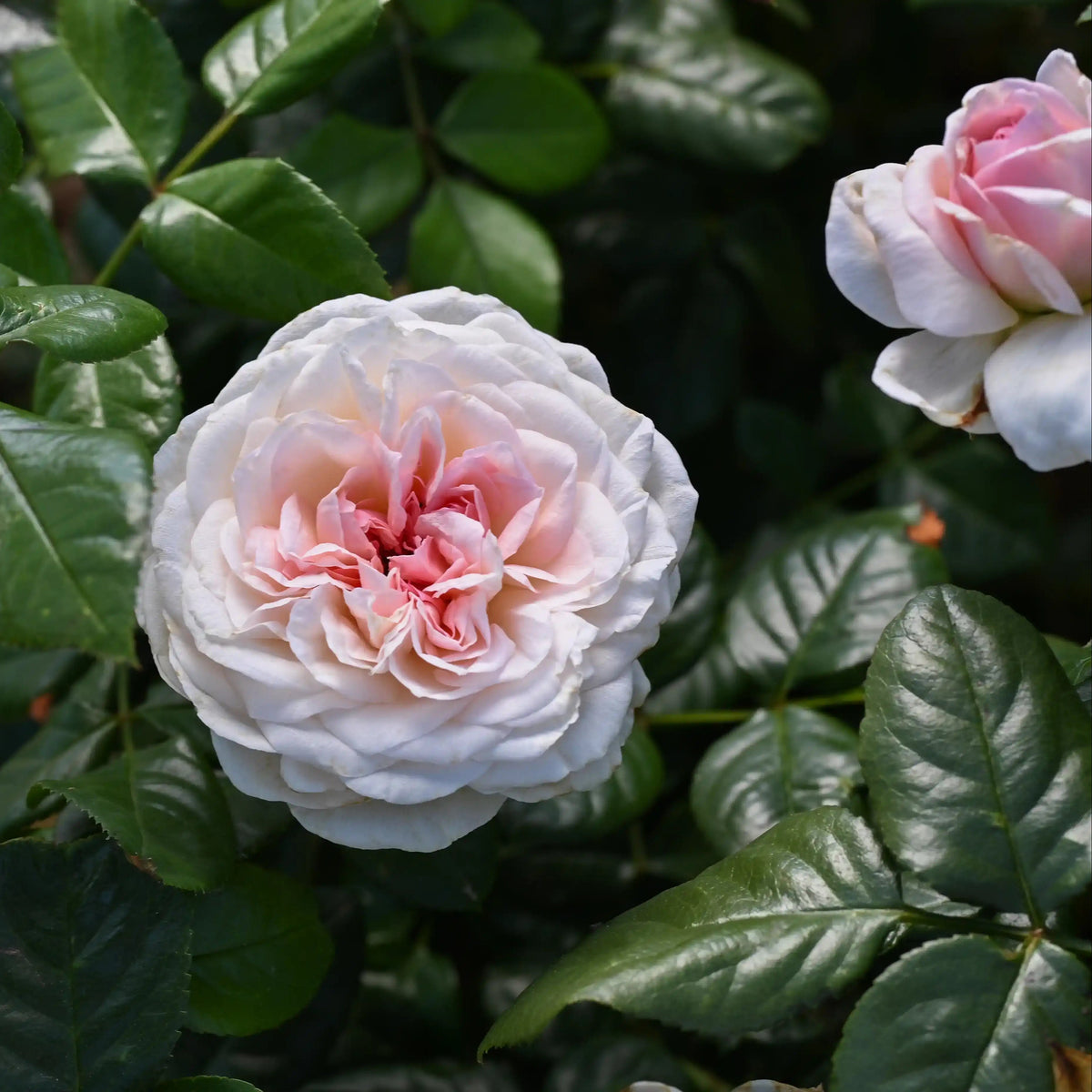 Rose - Rue Saint-Honoré