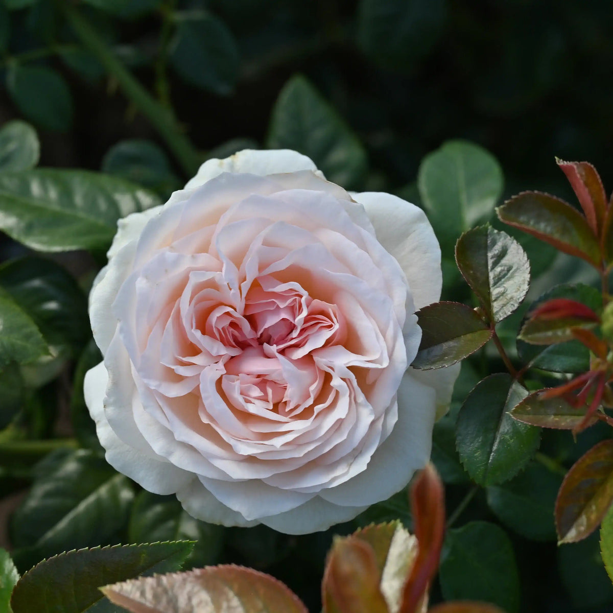 Rose - Rue Saint-Honoré