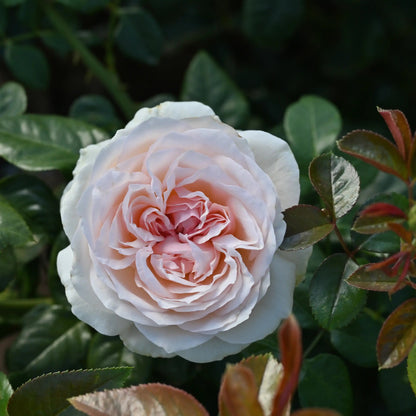 Rose - Rue Saint-Honoré