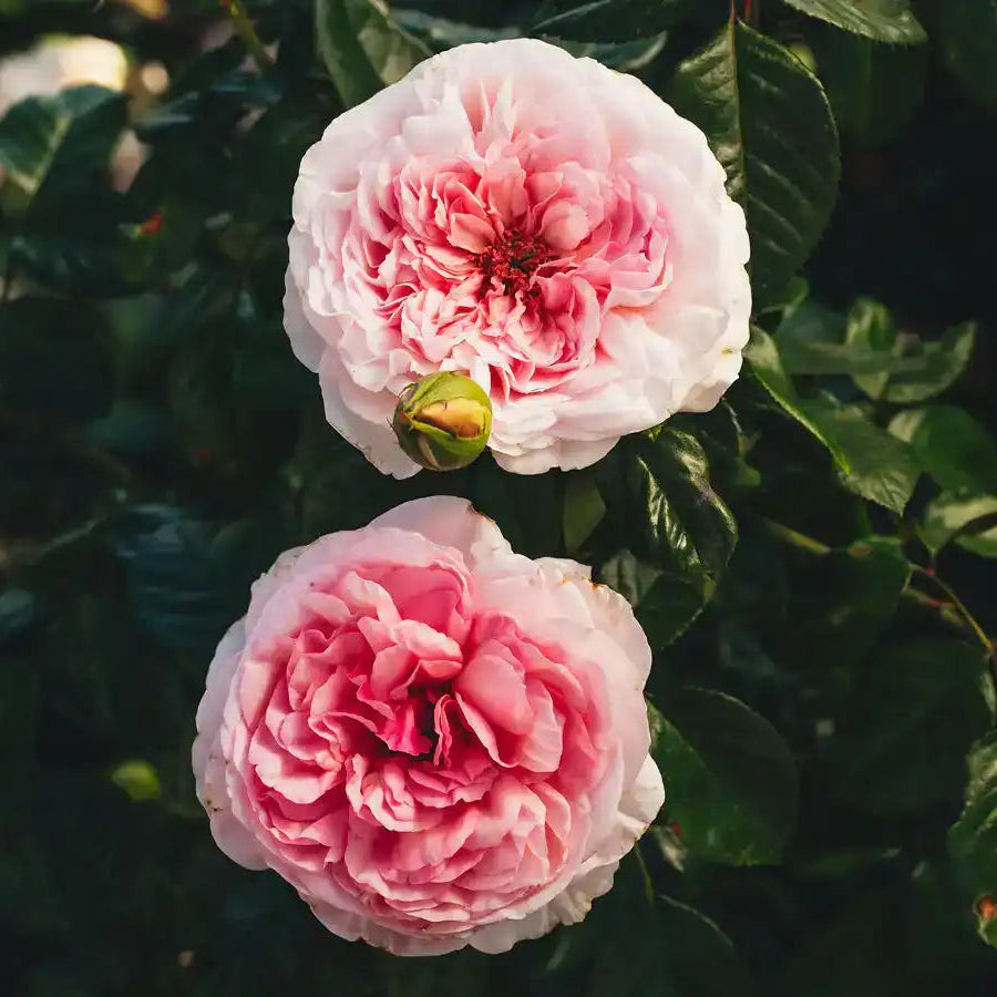 Rose - Rue Saint-Honoré