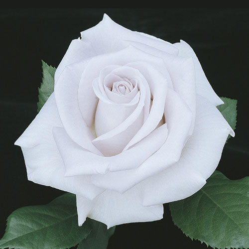 Rose - Stainless Steel