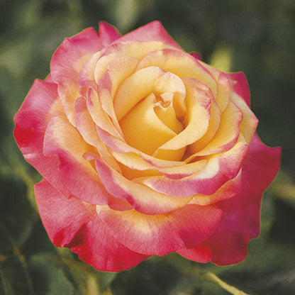 Rose - Dream Come True