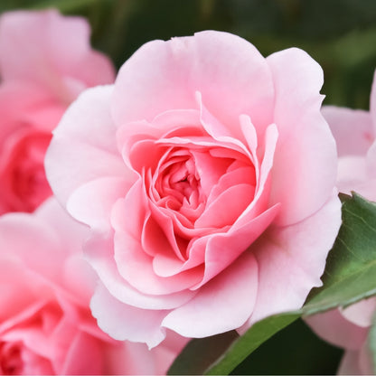 Rose - Bonica