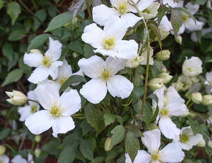 Clematis 'Montana Grandiflora' - Fragrant
