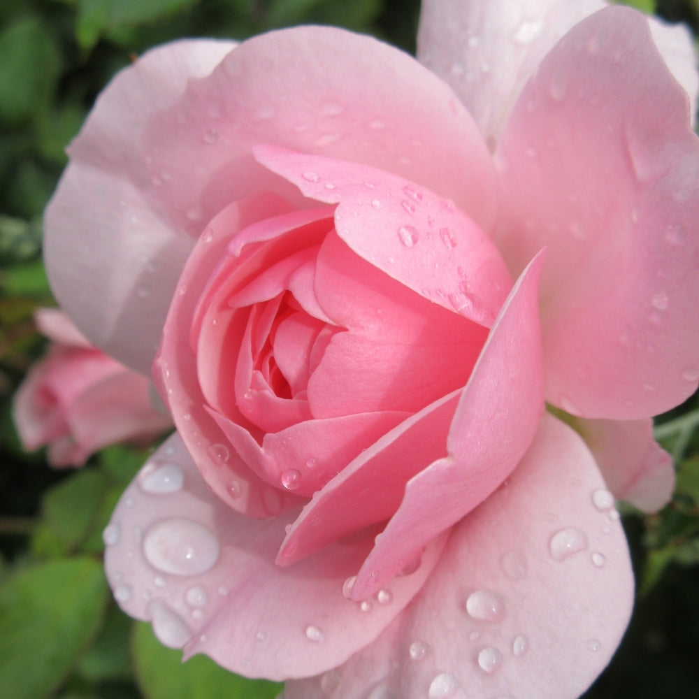 Rose - Bonica
