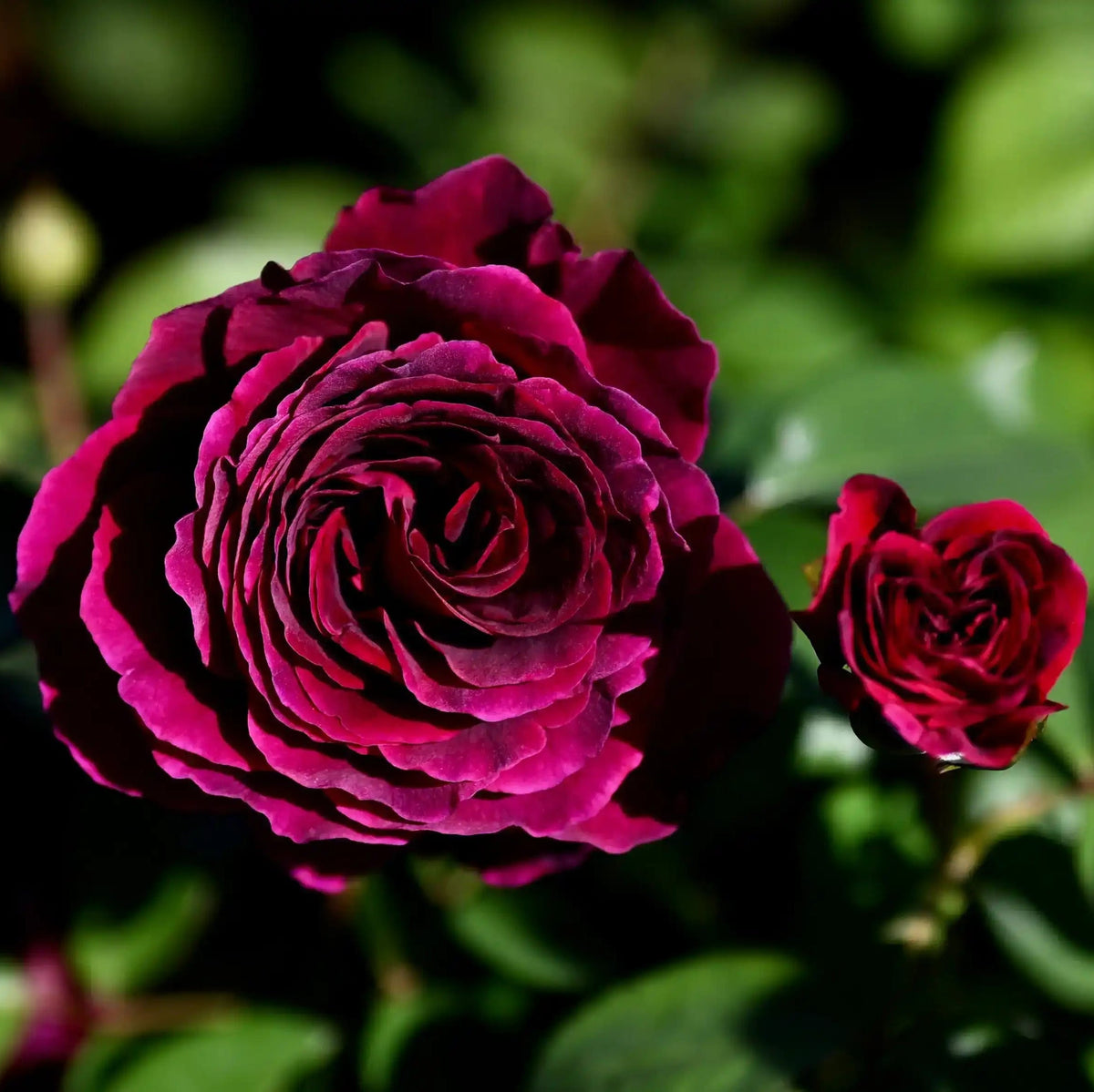 Rose - Velours de Nuit