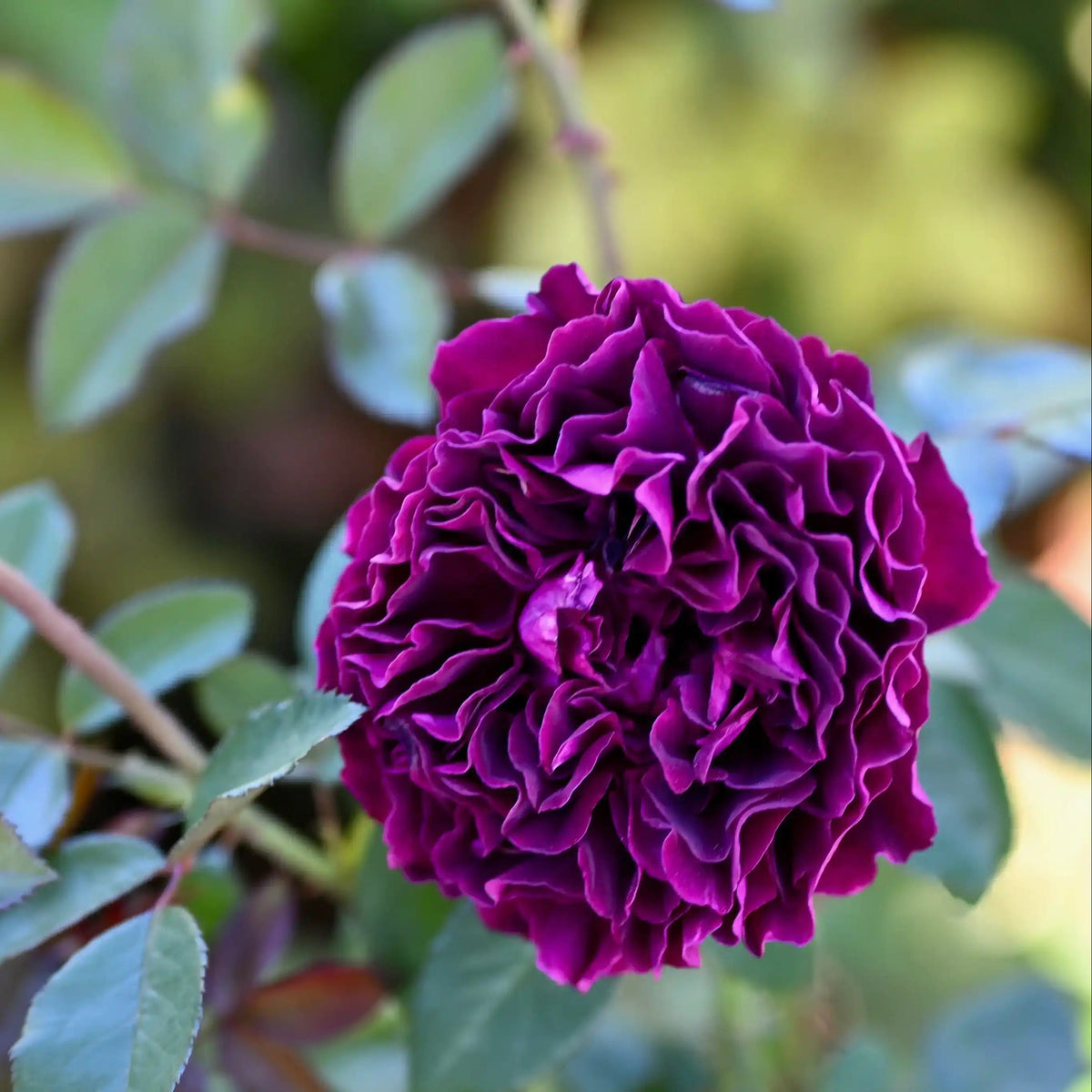 Rose - Velours de Nuit