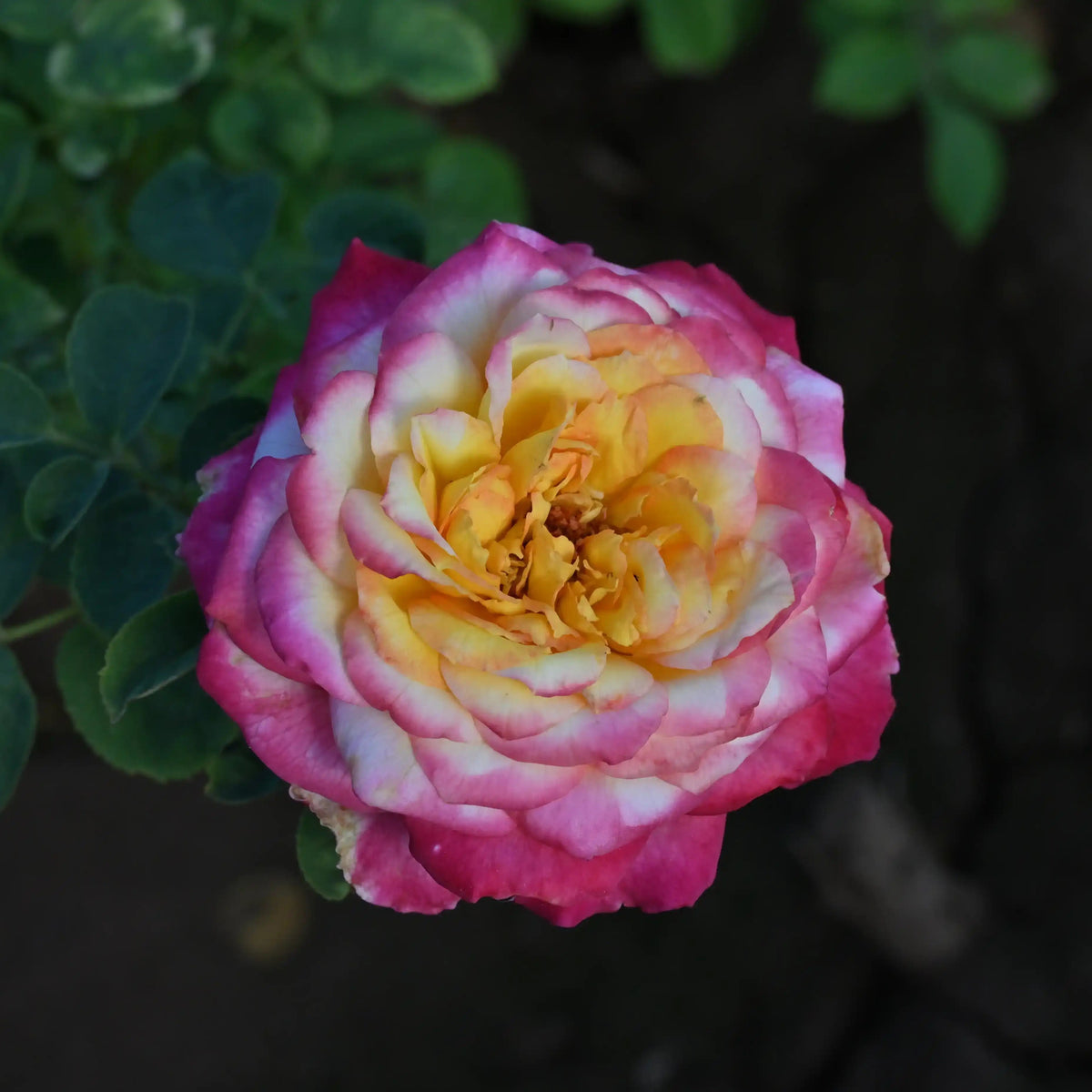 Rose - Popstar