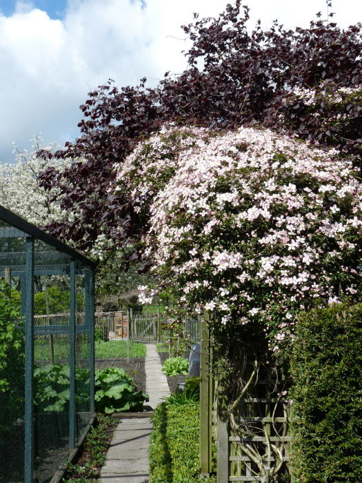 Clematis 'Montana Mayleen' - Fragrant