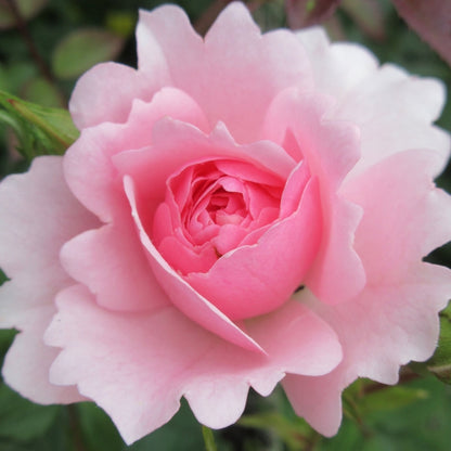 Rose - Bonica