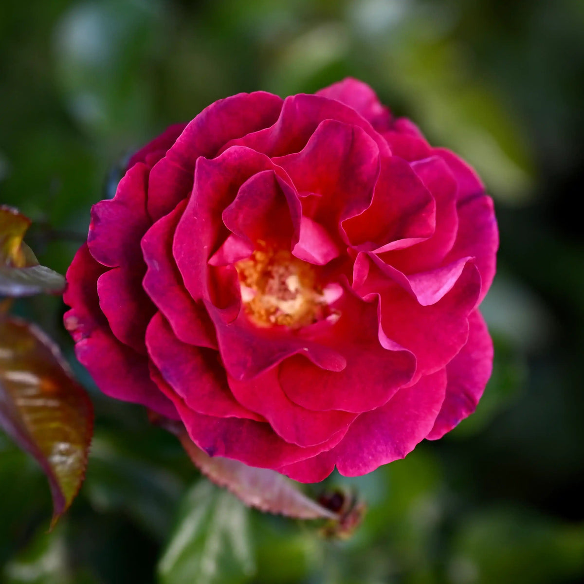 Rose - Pont des Arts