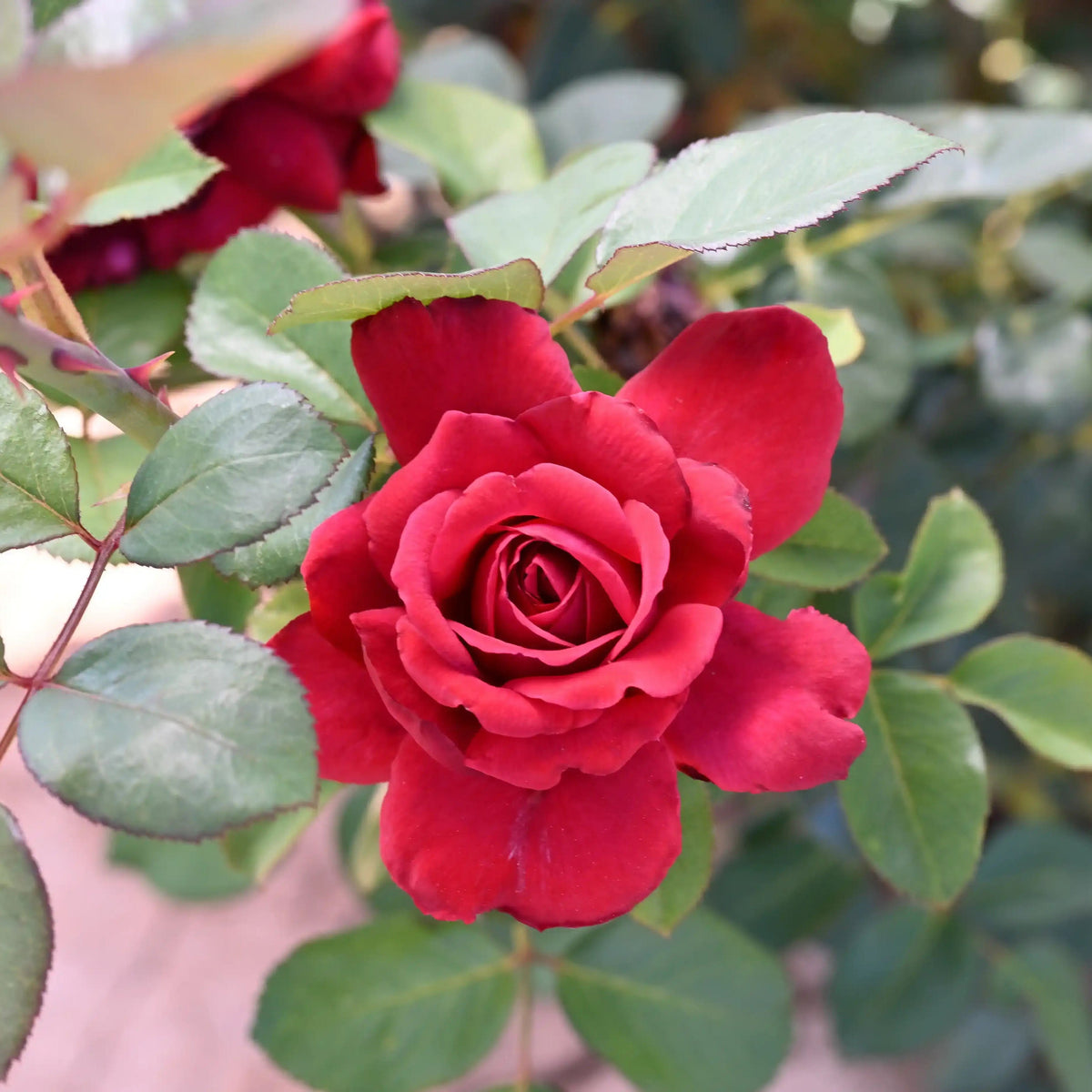 Rose - Maison Rouge