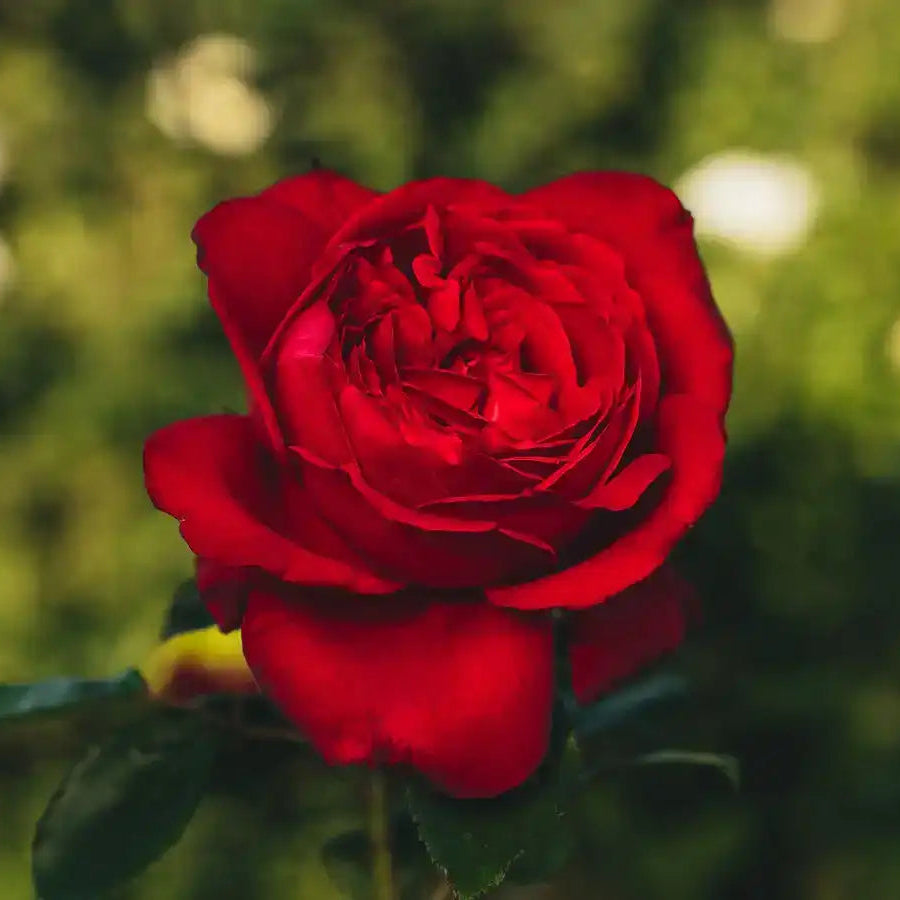 Rose - Maison Rouge