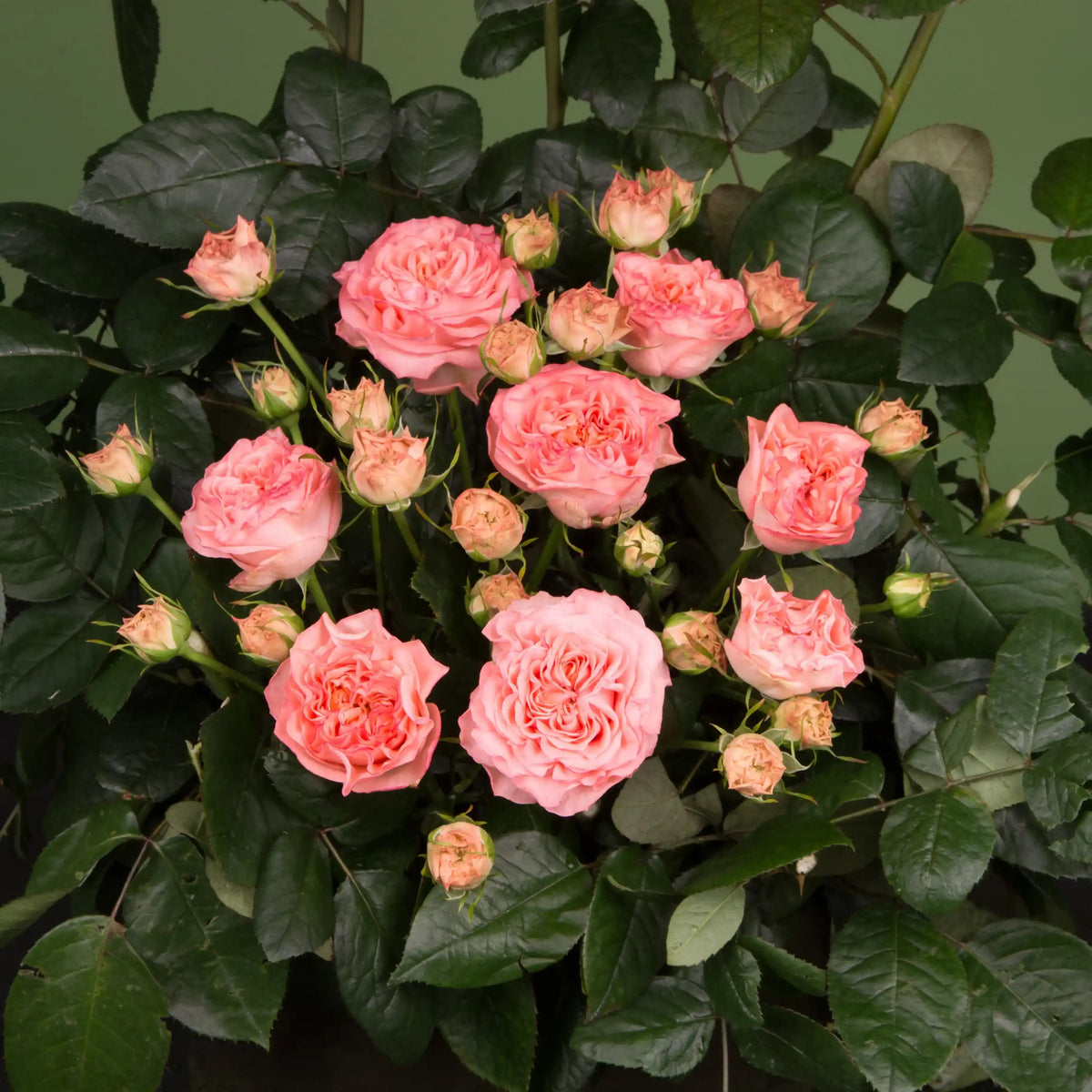 Rose - Grandma's Finest Mary