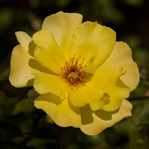 Rose - Golden Showers