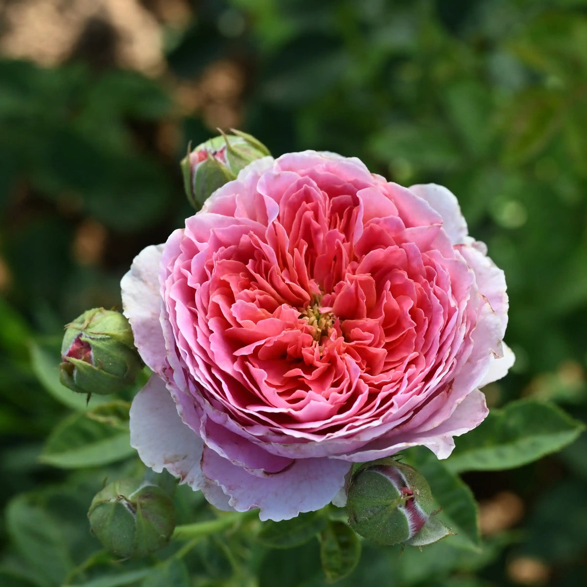 Rose - Fontenay