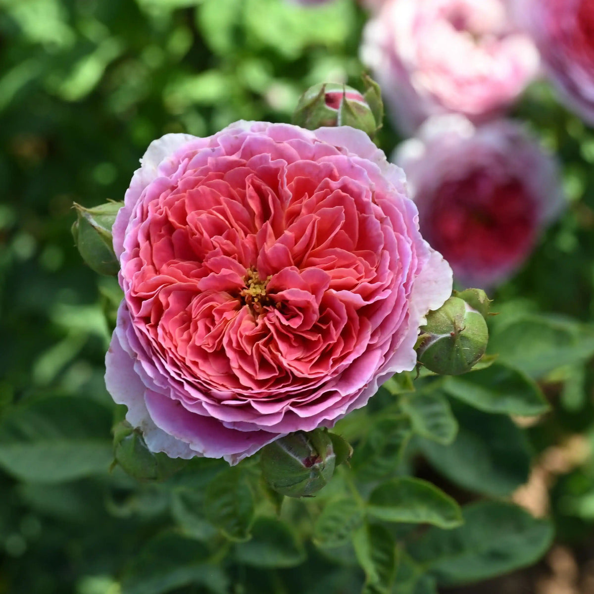 Rose - Fontenay