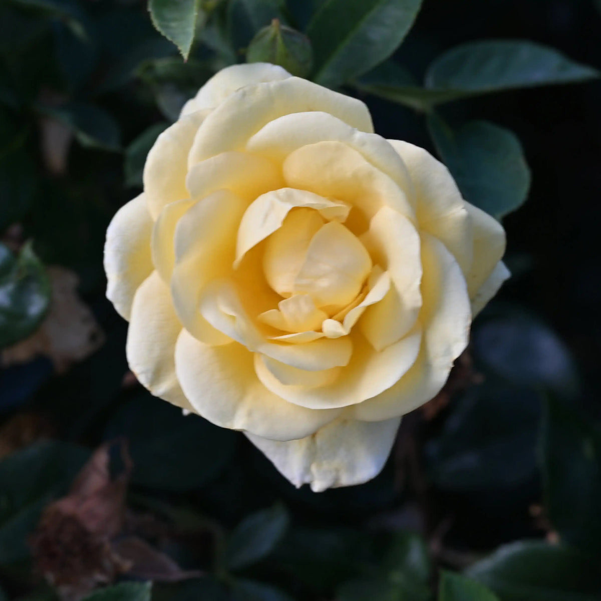 Rose - Alsterwasser