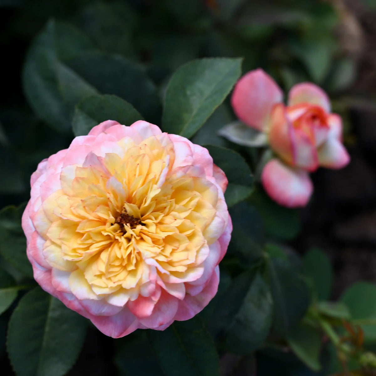 Rose - Fleur de Lumière