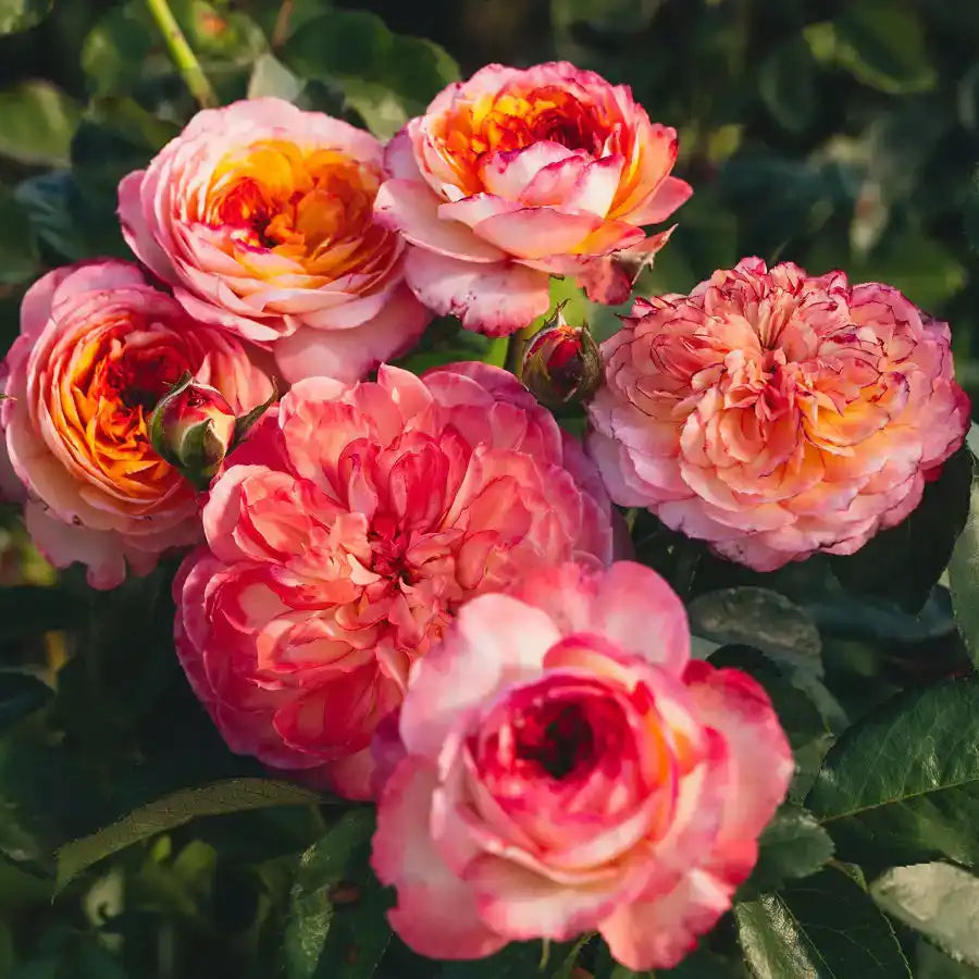 Rose - Fleur de Lumière