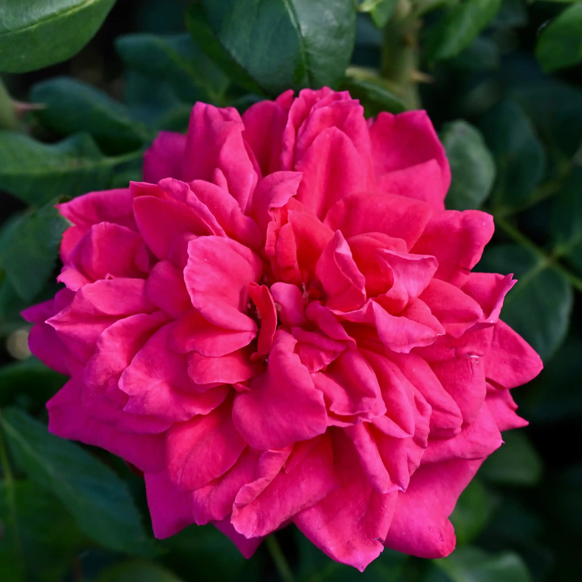 Rose - Mila