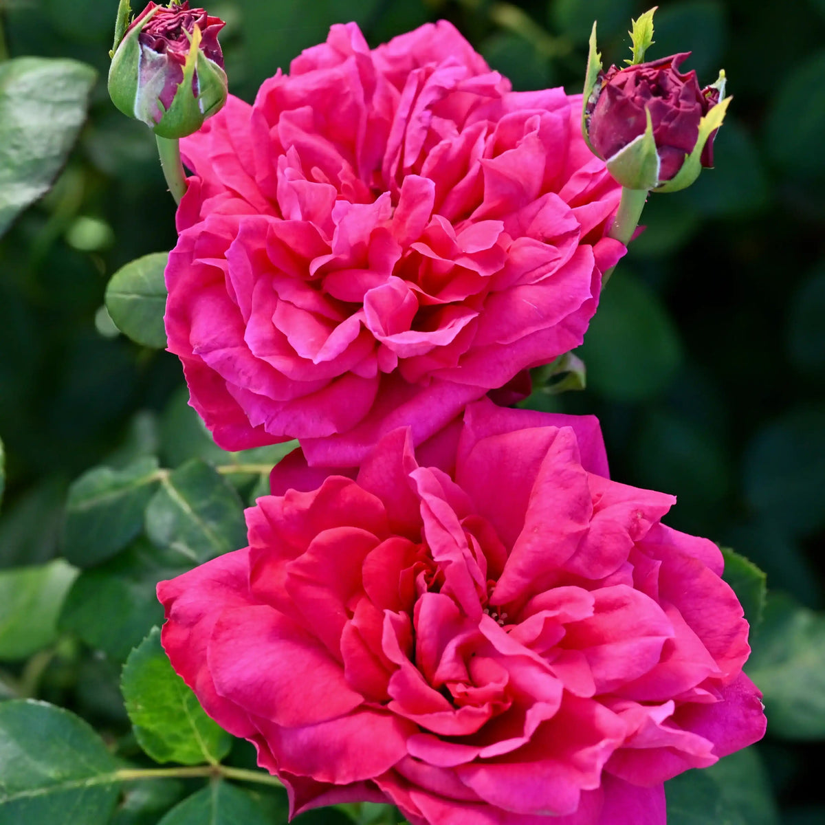 Rose - Mila