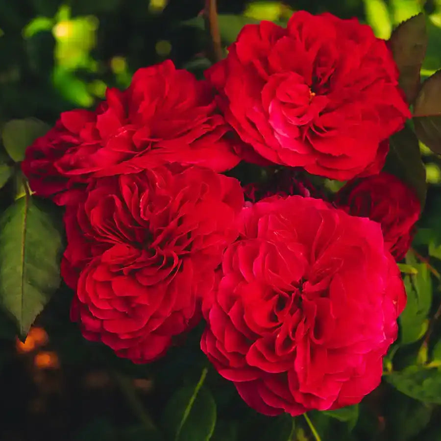 Rose - Mila