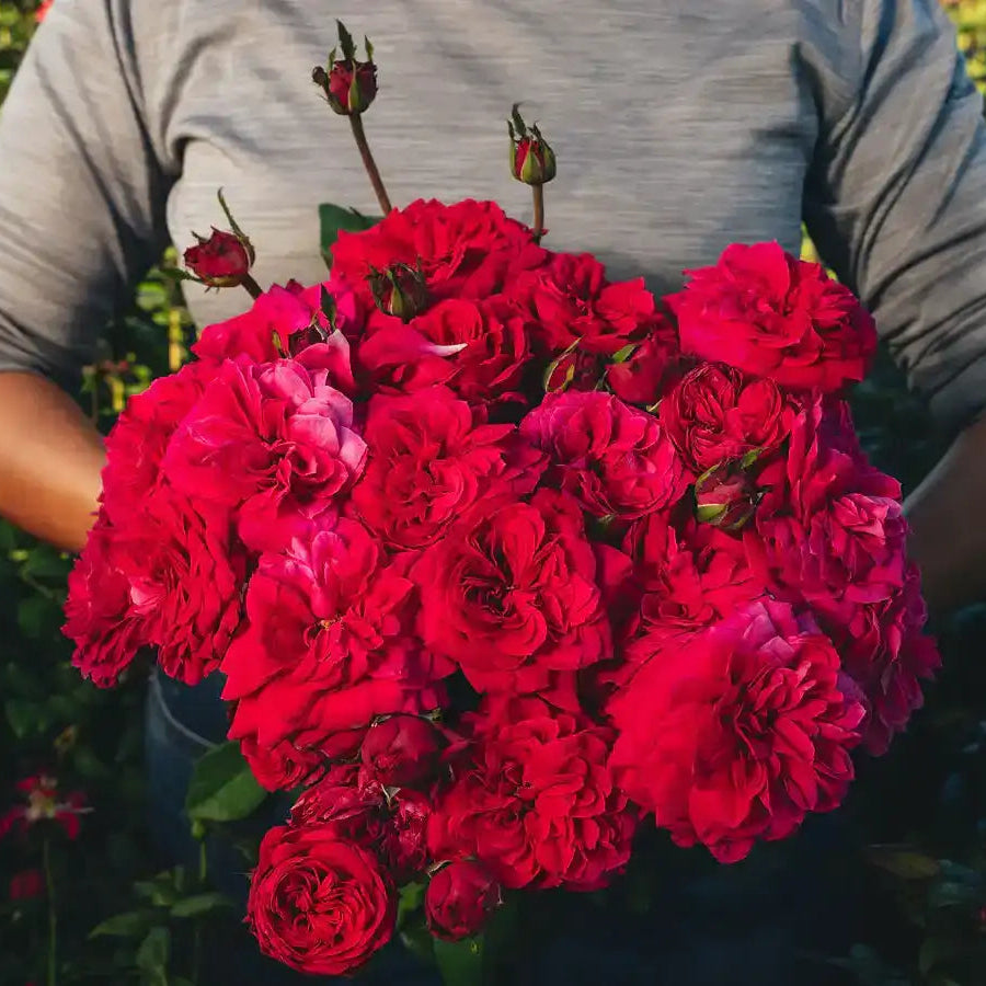 Rose - Mila
