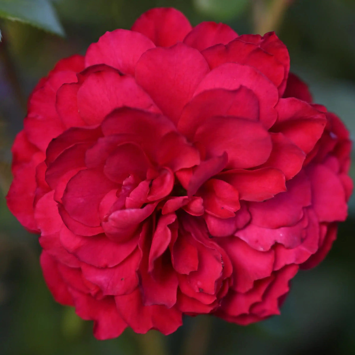 Rose - Belle de Noir