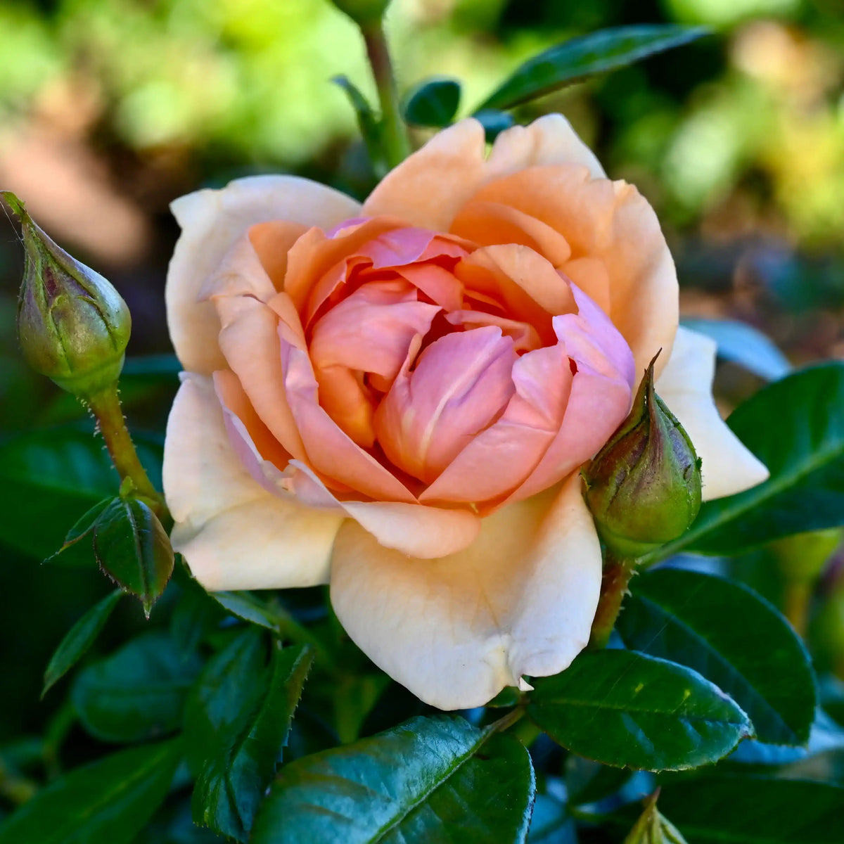 Rose - Guten Morgen