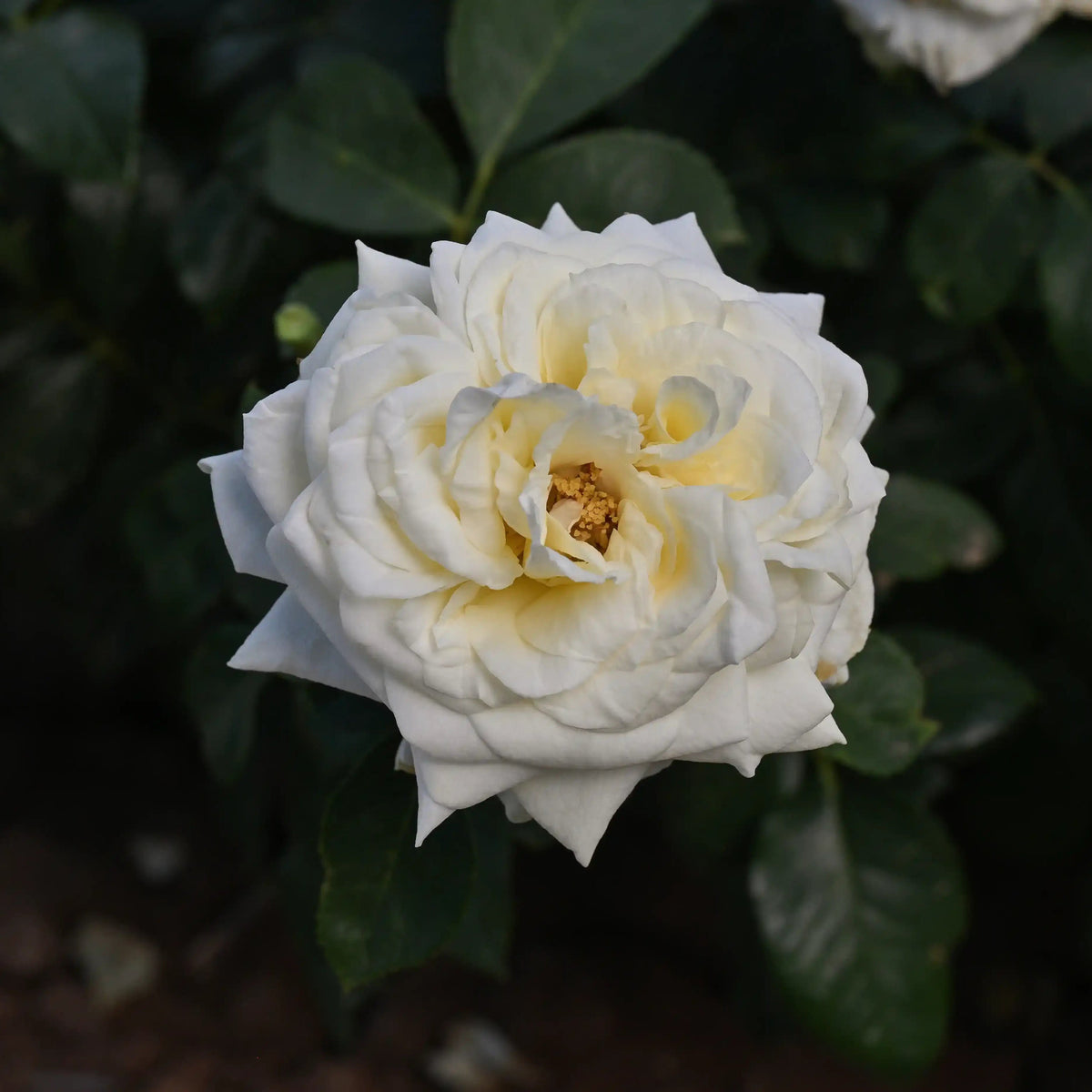 Rose - Debütantin