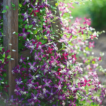 Load image into Gallery viewer, Clematis Fragrant &#39;Plum Pixie Dust&#39; - Sweet Summer Love
